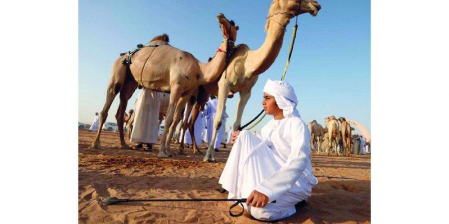 الحداء..  الإبل تفرح بنبرة صاحبها - جريدة مانشيت