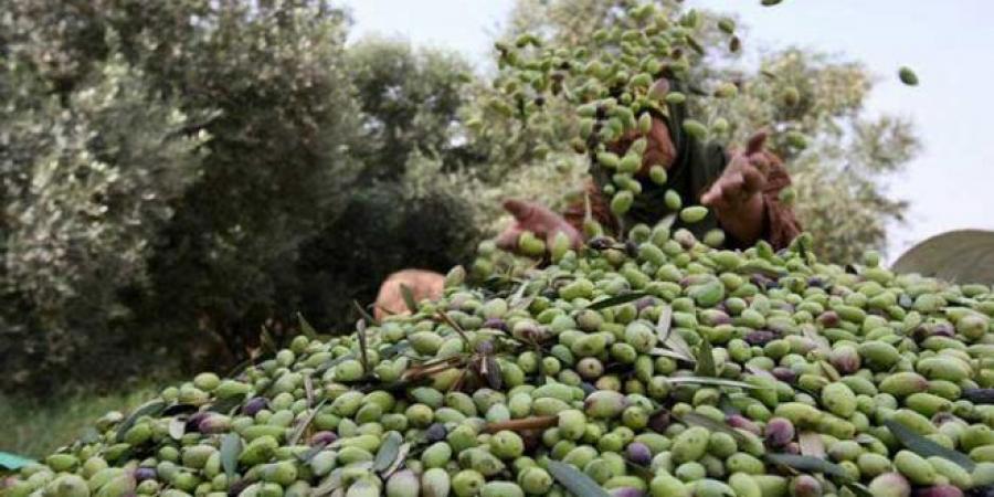 الأمطار الأخيرة تُنعش صابة الزيتون والسدود بهذه الولاية - جريدة مانشيت