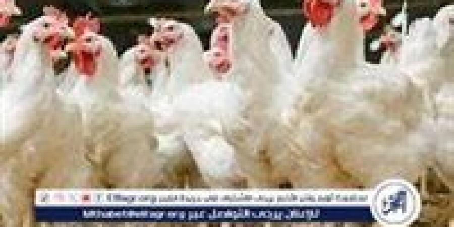 بورصة الدواجن.. أسعار الفراخ البيضاء اليوم الاثنين 4-11-2024 في قنا