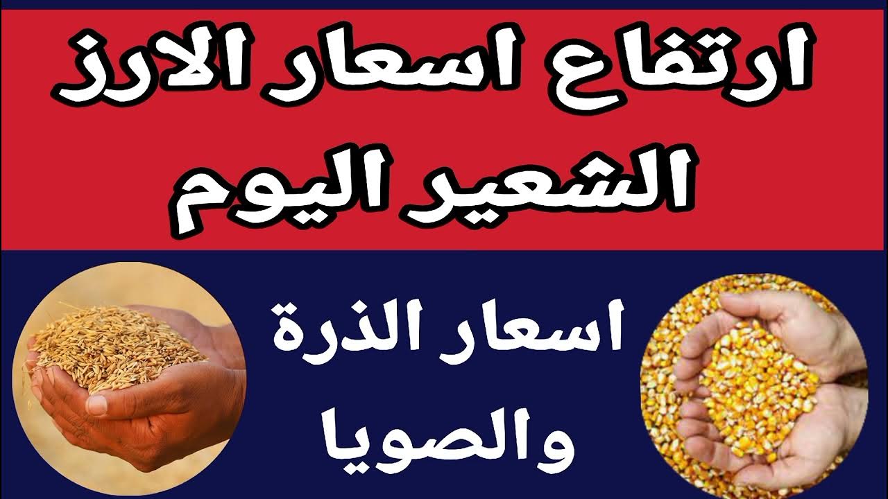 “الحبة العريضة والرفيعة وصلت كام؟..  سعر طن الأرز الشعير اليوم الاحد 24-11-2024 فى المحال التجارية