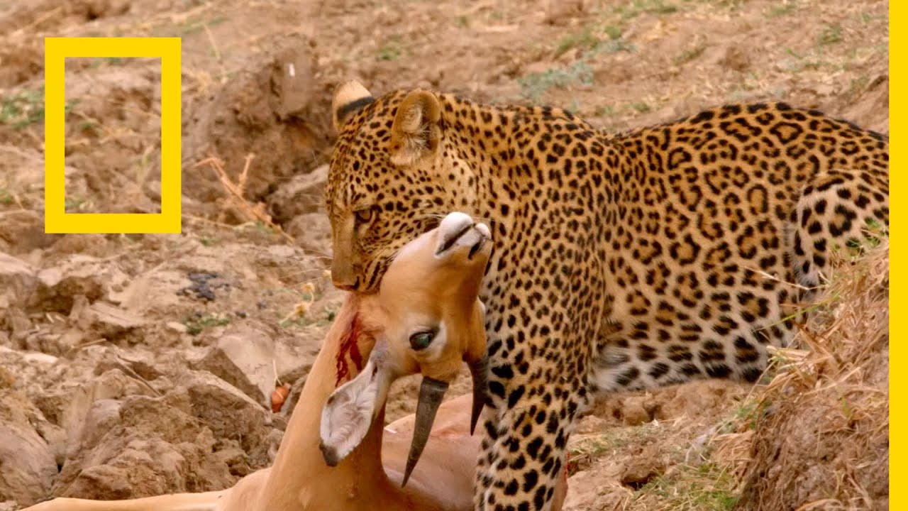 “تحديث نوفمبر الآن”.. تردد قناة ناشيونال جيوغرافيك 2024 National Geographic Tv على جميع الأقمار الصناعية بأعلى جودة