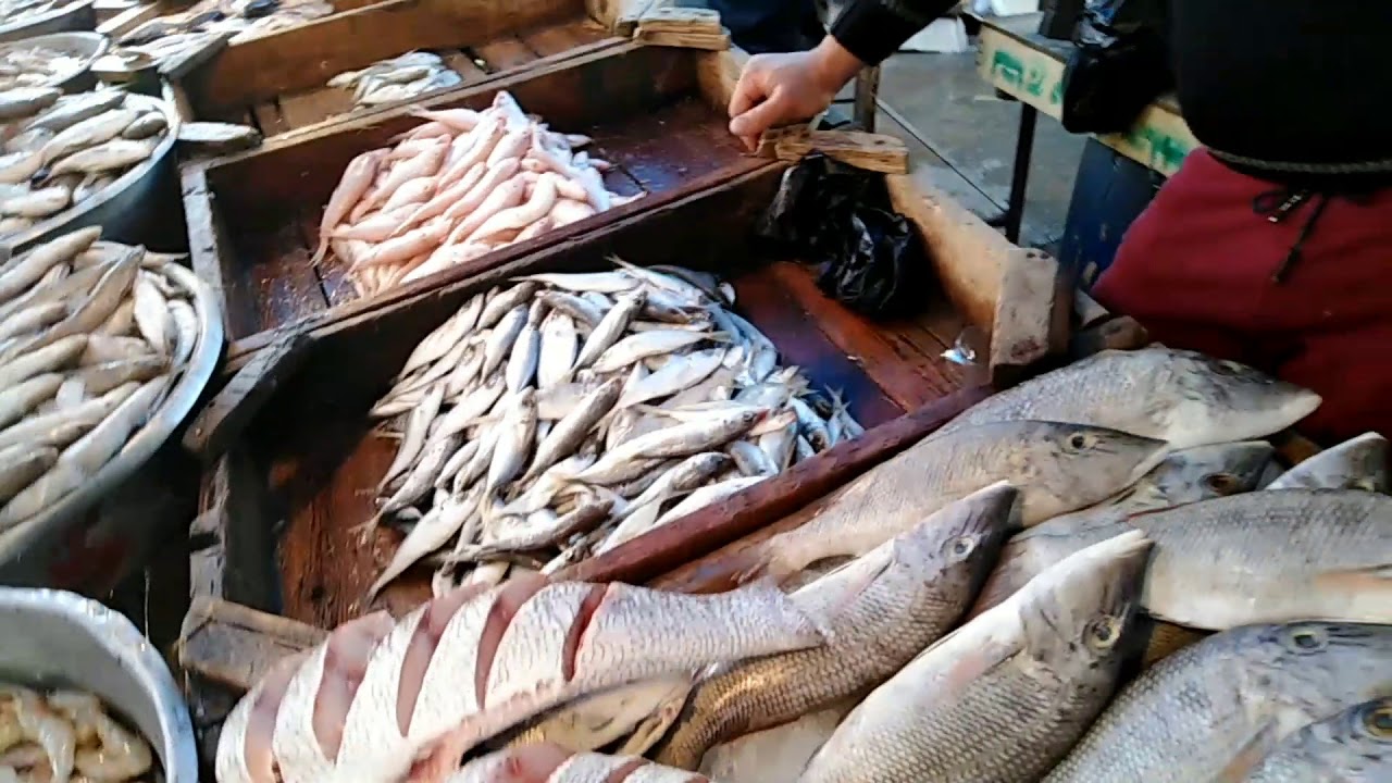 fresh fish .. اسعار السمك اليوم الاحد 10 نوفمبر 2024 داخل الاسواق للمستهلك