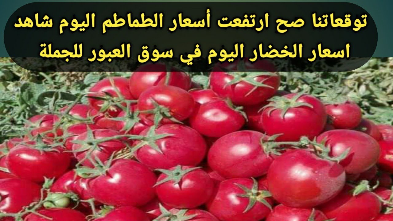 هل يستمر الانخفاض في الأسواق؟.. سعر الطماطم اليوم الأحد 24-11-2024 في سوق العبور للمستهلك